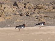 Pied oystercatcher on the beach. The pied oystercatcher or torea is the most common oystercatcher in New Zealand.
