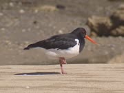 Pied oystercatcher on golden beach. The pied oystercatcher or torea is the most common oystercatcher in New Zealand.