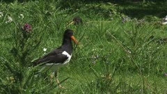 Eurasian Oystercatcher (Haematopus ostralegus) in meadow natural habitat runs away, another emerges. The oystercatcher is a familiar sight in Holland.