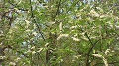 Bird Cherry tree, Prunus padus Watereri in full bloom, white flower racemes
