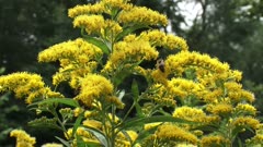 Solidago canadensis, Canada goldenrod with honeybees - close up. Since it flowers late in the summer, Solidago is an important source of both nectar and pollen for bees