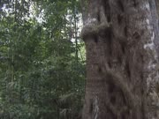 Pertusadina eurhyncha tree trunk tilt up