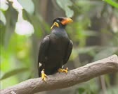 Common Hill Myna (gracula religiosa) sits on branch. The Common Hill Myna is a member of the starling family (Sturnidae)