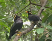 Common Hill Myna (gracula religiosa) 2 shot. The Common Hill Myna is a member of the starling family (Sturnidae)