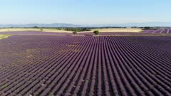 Lavender fields on the Plateau de Valensole in Provence, France, Europe