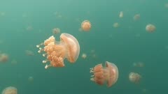 Go Pro Underwater Snorkeling with jellyfish, Jellyfish Lake, Palau, Caroline Islands, Micronesia, Pacific