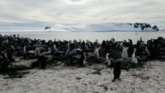 Several Chinstrap Penguins hanging out on ice in Antarctica, Polar Regions