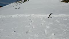 Chinstrap Penguin hopping on ice in Antarctica, Polar Regions