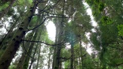 Branches and trees moving with the wind in a wood on Sao Migue, Azores islands, Portugal, Atlantic
