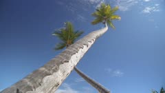 Two palm trees and paraglider against blue sky, Bavaro Beach, Punta Cana, Dominican Republic, West Indies, Caribbean, Central America