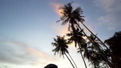 Tilt down the silhouette coconut tree beside large rock