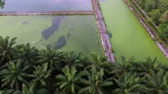 Algae grow at the surface of water treatment beside oil palm tree