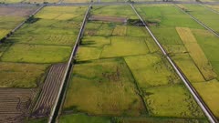 Aerial view yellow reap paddy field in Asia