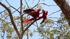 Scarlet macaws playing in the treetop, Costa Rica