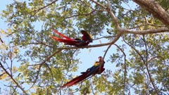 Scarlet macaws grooming themselves in a treetop, Tarcoles, Costa Rica