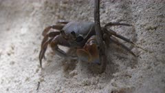 crab anse takamaka gimbal beach seychelles