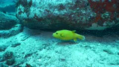 blackspotted puffer fish yellow Seychelles