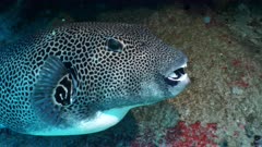 starry puffer fish or star puffer fish Seychelles 