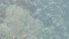 blackspotted puffer fish Kuredu Maldives ungraded BT.2020 flat