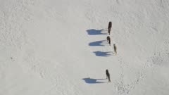 8k snowy landscape wolves playing Yellowstone