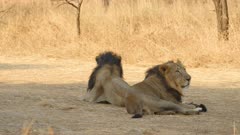 Two Male Asiatic Lions sitting back to back in the Jungle of Gir in Gujarat India , they form part of a ruling coalition