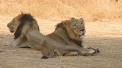 Close-up of Two Male Asiatic Lions sitting back to back in the Jungle of Gir in Gujarat India , they form part of a ruling coalition