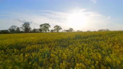 Oilseed Field at Sunset Aerial Flyover