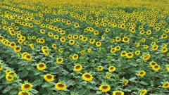 A Field of Sunflowers in the Summer