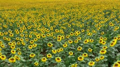 Sunflowers on a Farm to be for Harvested into Oil and Seeds
