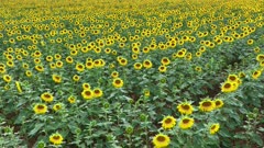 Sunflowers in a Field Flyover