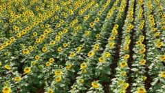 Sunflowers in a Field Ready to be for Harvested into Oil and Seeds