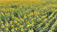 Sunflowers in a Field to be for Harvested into Oil and Seeds