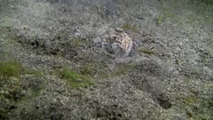 Stargazer (Uranoscopus sp.) eats pearl fish 4-5