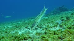 Sand Tilefish (Malacanthus plumieri) 2 of 3