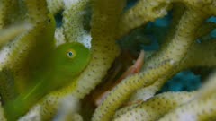 Yellow Coral Bearded Goby, (Paragobiodon xanthosoma) with eggs in back