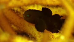 Black Coral Bearded Goby, (Paragobiodon melanosomus)