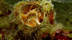 Dendropoma maximum snail feeding with mucus net