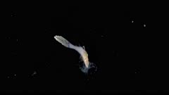 Settling filefish with jellyfish, 