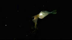 Settling filefish with jellyfish and driftfish,  Nomeidae 