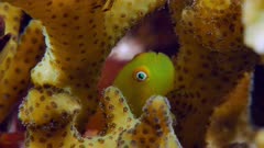 Yellow Coral Bearded Goby, (Paragobiodon xanthosoma)Hiding in Acropora Coral 3 of 3