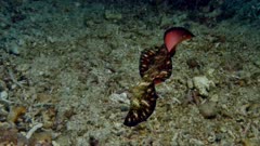 Persian Carpet Flatworm (Pseudobiceros bedfordi) Takes off and lands. 3 of 4