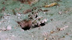 Crab-eyed Goby (Signigobius biocellatus) Pair (4 of 5)