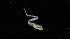 Snake blenny (Xiphasia setifer) in open ocean at night (2 of 2)