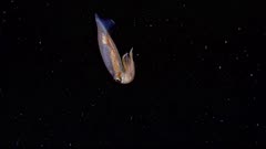 Small squid at night in blackwater (2 of 2)