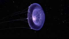 Crystal Jellyfish (Hydomedusa) (1 of 2)
