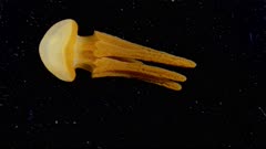 Thysanostoma jellyfish (1 of 2)