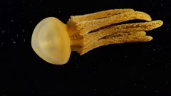 Thysanostoma jellyfish (1 of 2)