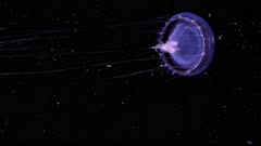 Crystal Jellyfish (Hydomedusa) (2 of 2)