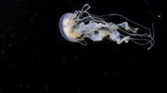 Sea Nettle Jellyfish (Chrysaora) (1 of 2)