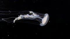Sea Nettle Jellyfish (Chrysaora) (2 of 2)